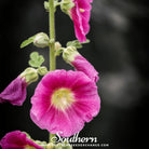 Hollyhock, Pink (Alcea Rosea) - 25 Seeds seed packet from Seed Therapy – American - grown, heirloom seeds