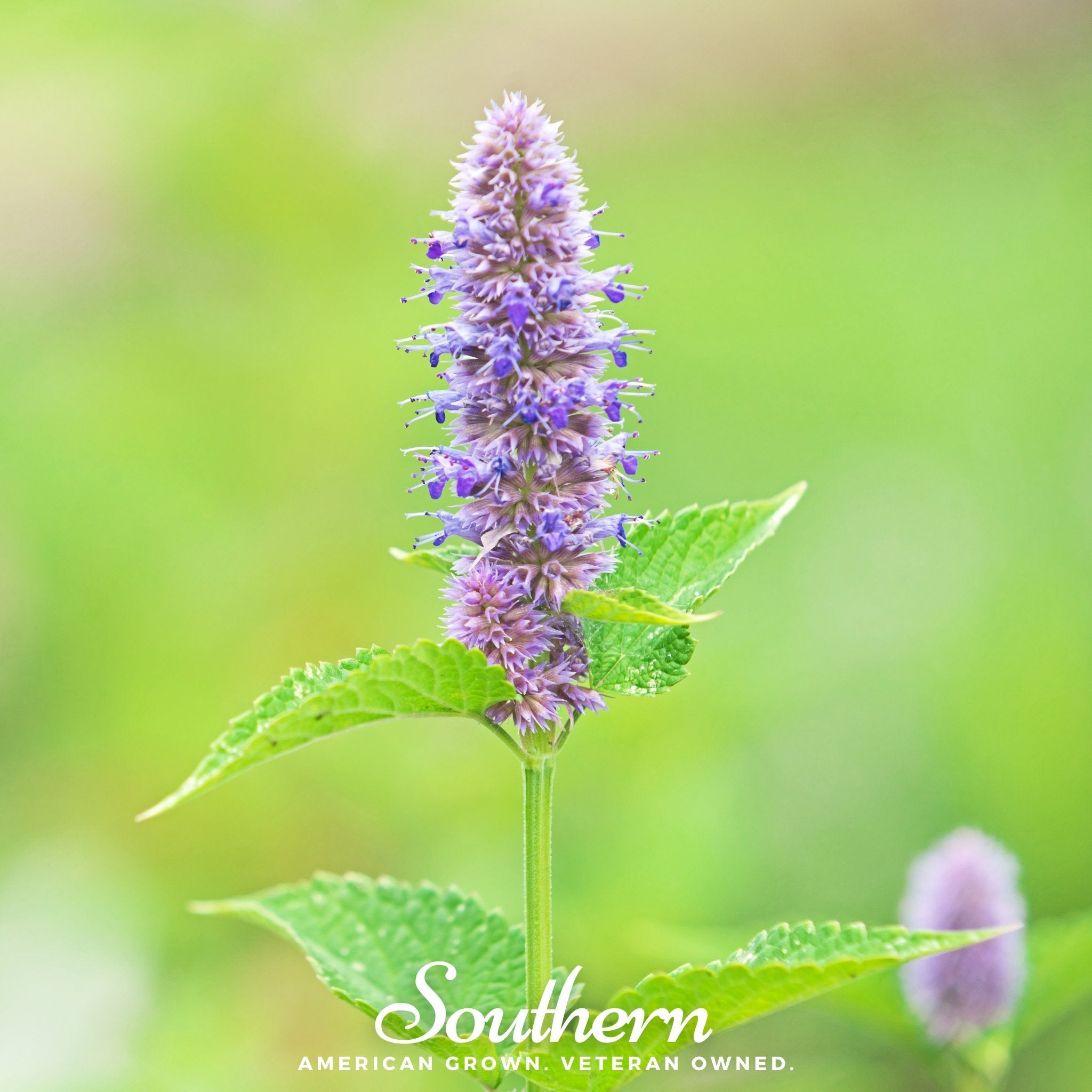 Hyssop, Anise (Agastache foeniculum) - 200 Seeds seed packet from Seed Therapy – American - grown, heirloom seeds