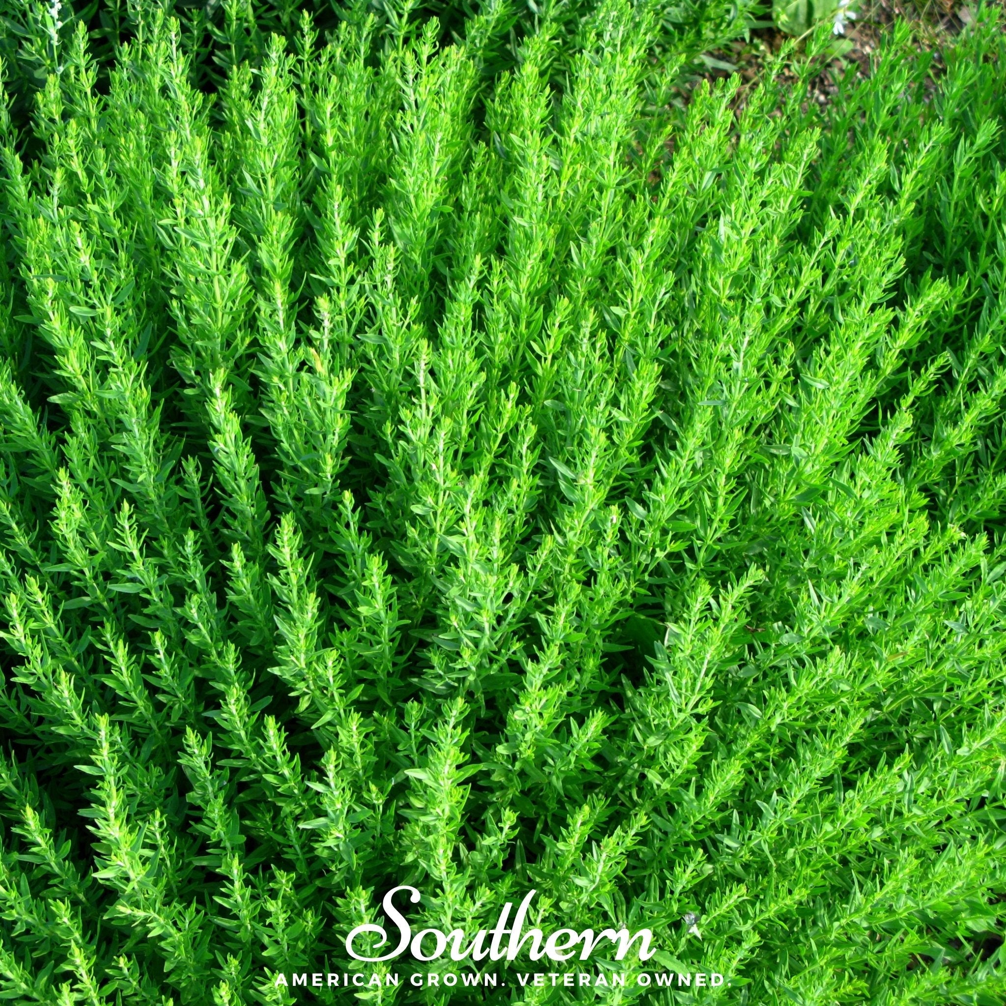 Hyssop, Blue (Hyssopus officinalis) - 200 Seeds seed packet from Seed Therapy – American - grown, heirloom seeds