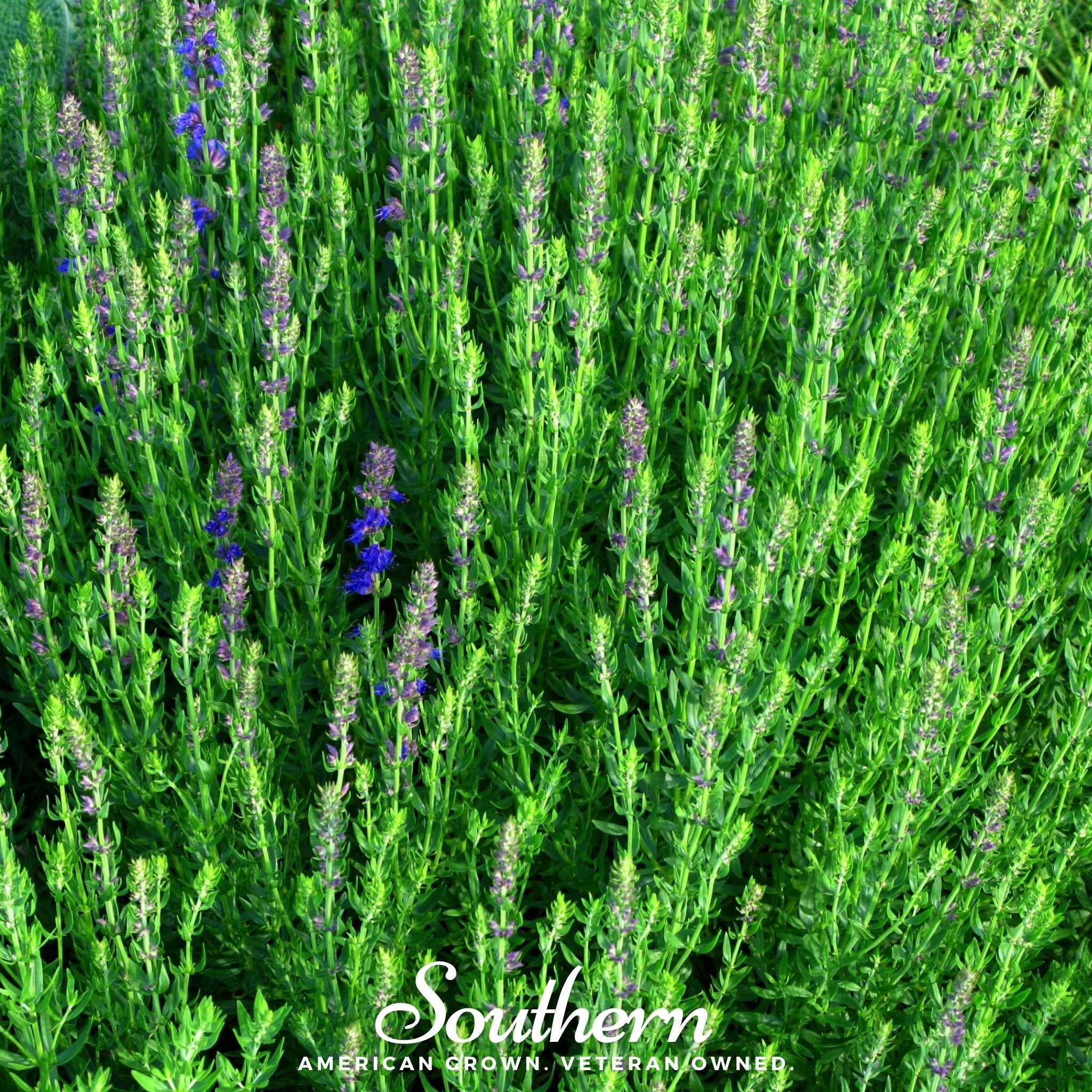 Hyssop, Blue (Hyssopus officinalis) - 200 Seeds seed packet from Seed Therapy – American - grown, heirloom seeds