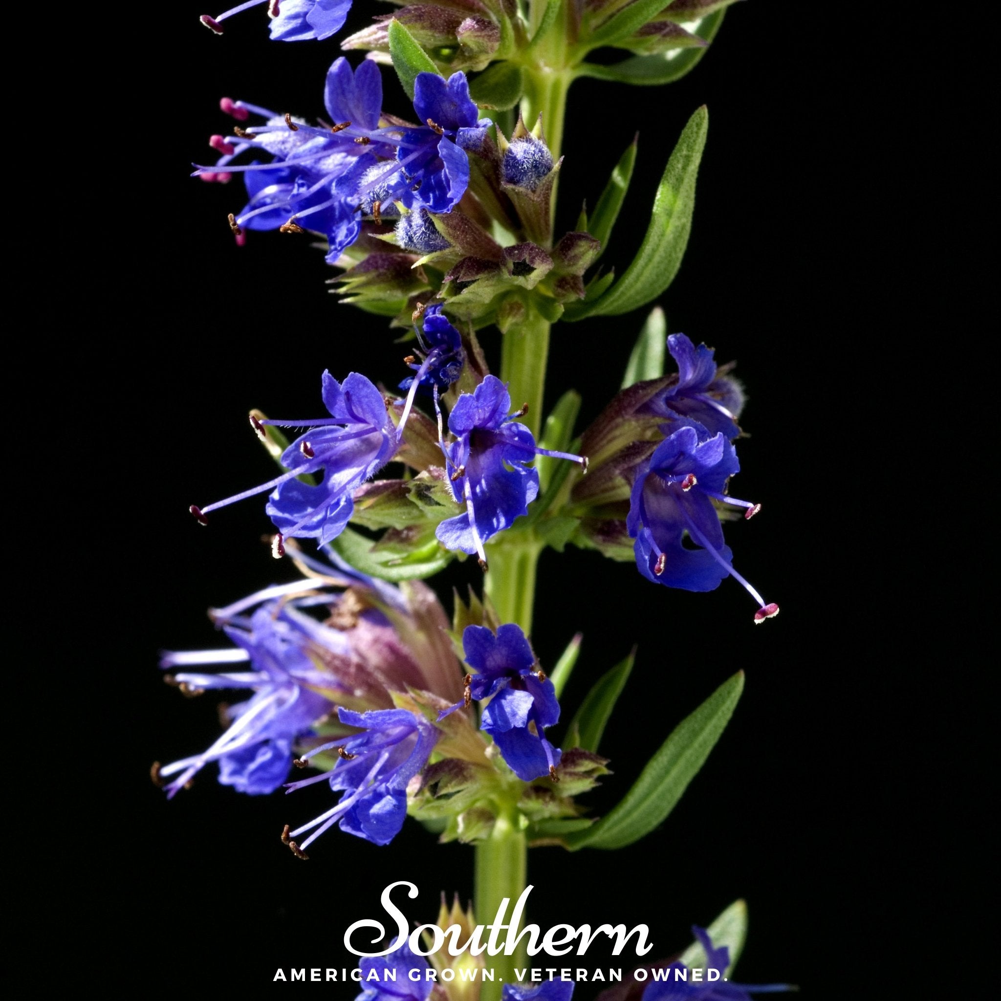 Hyssop, Blue (Hyssopus officinalis) - 200 Seeds seed packet from Seed Therapy – American - grown, heirloom seeds