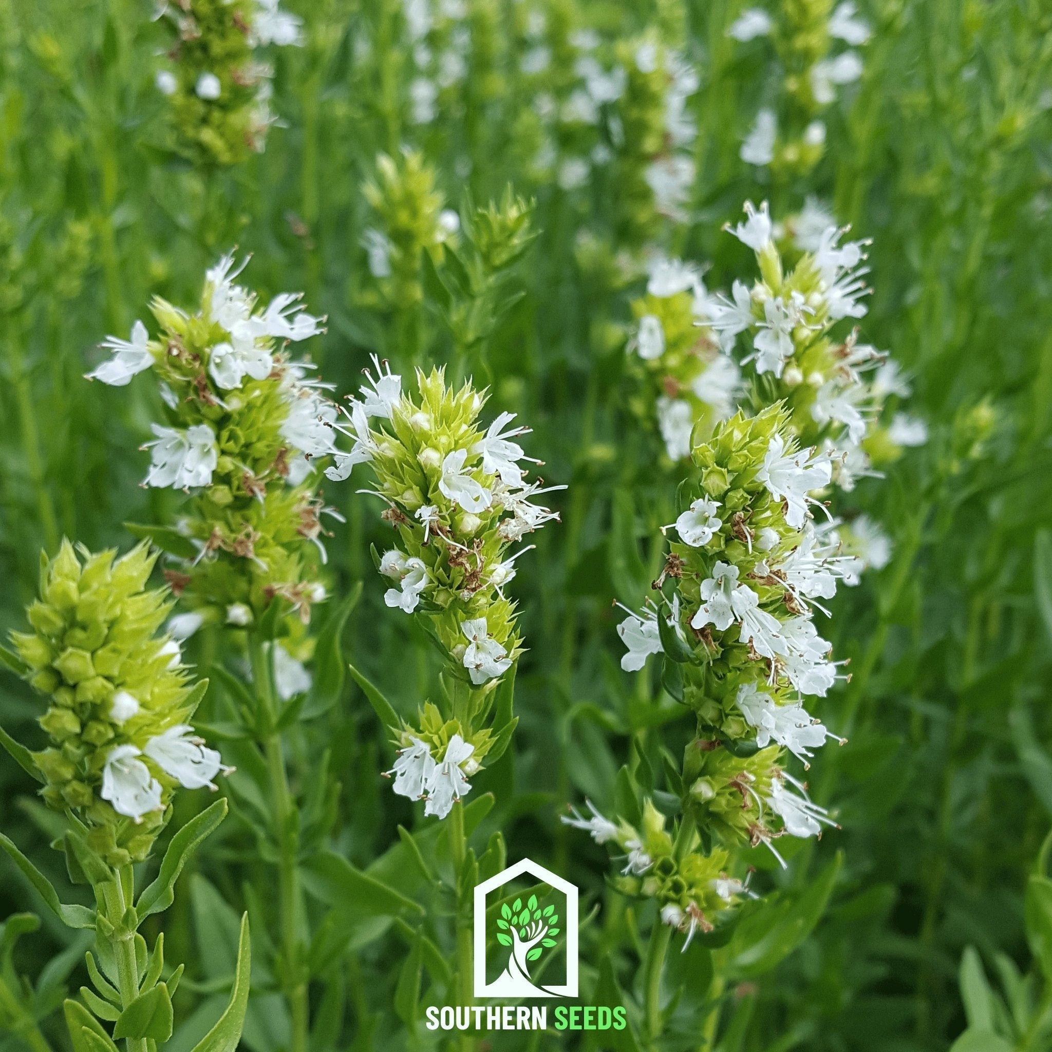 Hyssop, White (Hyssopus officinalis) - 50 Seeds seed packet from Seed Therapy – American - grown, heirloom seeds