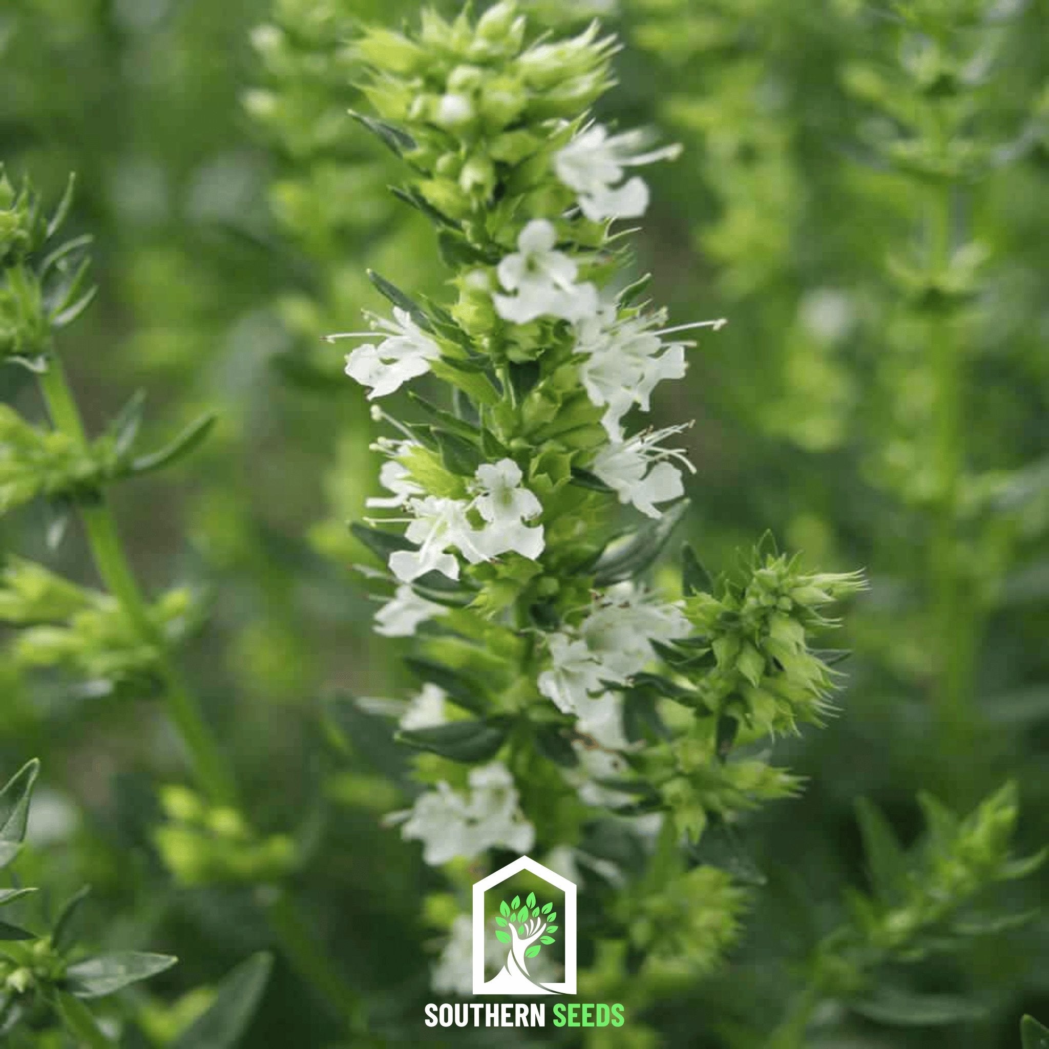 Hyssop, White (Hyssopus officinalis) - 50 Seeds seed packet from Seed Therapy – American - grown, heirloom seeds