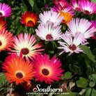 Ice Plant, Mix (Mesembryanthemem criniflorum) - 200 Seeds seed packet from Seed Therapy – American - grown, heirloom seeds