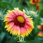 Indian Blanket - Firewheel (Gaillardia pulchella) - 200 Seeds seed packet from Seed Therapy – American - grown, heirloom seeds