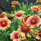 Indian Blanket - Firewheel (Gaillardia pulchella) - 200 Seeds seed packet from Seed Therapy – American - grown, heirloom seeds