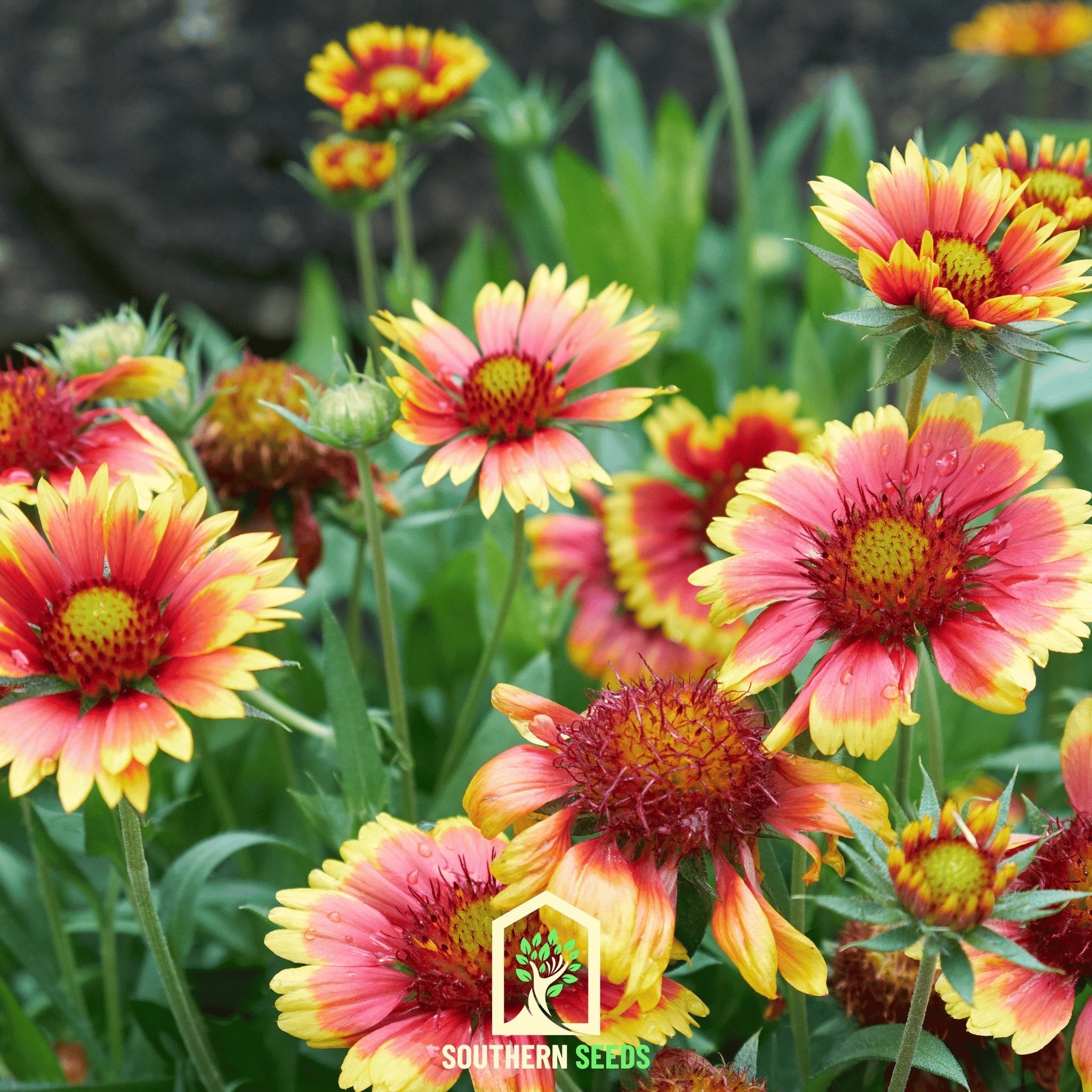Indian Blanket - Firewheel (Gaillardia pulchella) - 200 Seeds seed packet from Seed Therapy – American - grown, heirloom seeds