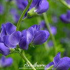 Indigo, Wild Blue (Baptisia australis) - 35 Seeds seed packet from Seed Therapy – American - grown, heirloom seeds