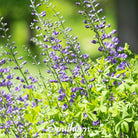 Indigo, Wild Blue (Baptisia australis) - 35 Seeds seed packet from Seed Therapy – American - grown, heirloom seeds