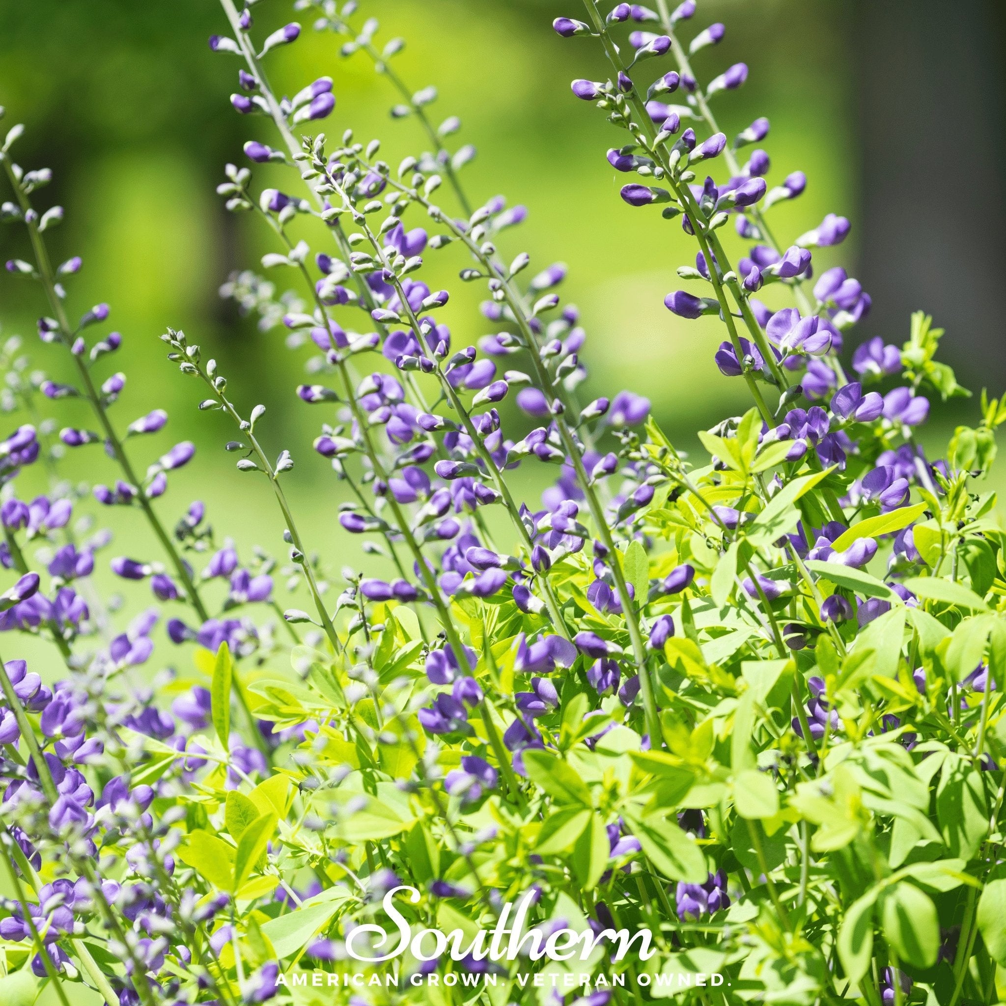 Indigo, Wild Blue (Baptisia australis) - 35 Seeds seed packet from Seed Therapy – American - grown, heirloom seeds