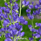 Indigo, Wild Blue (Baptisia australis) - 35 Seeds seed packet from Seed Therapy – American - grown, heirloom seeds