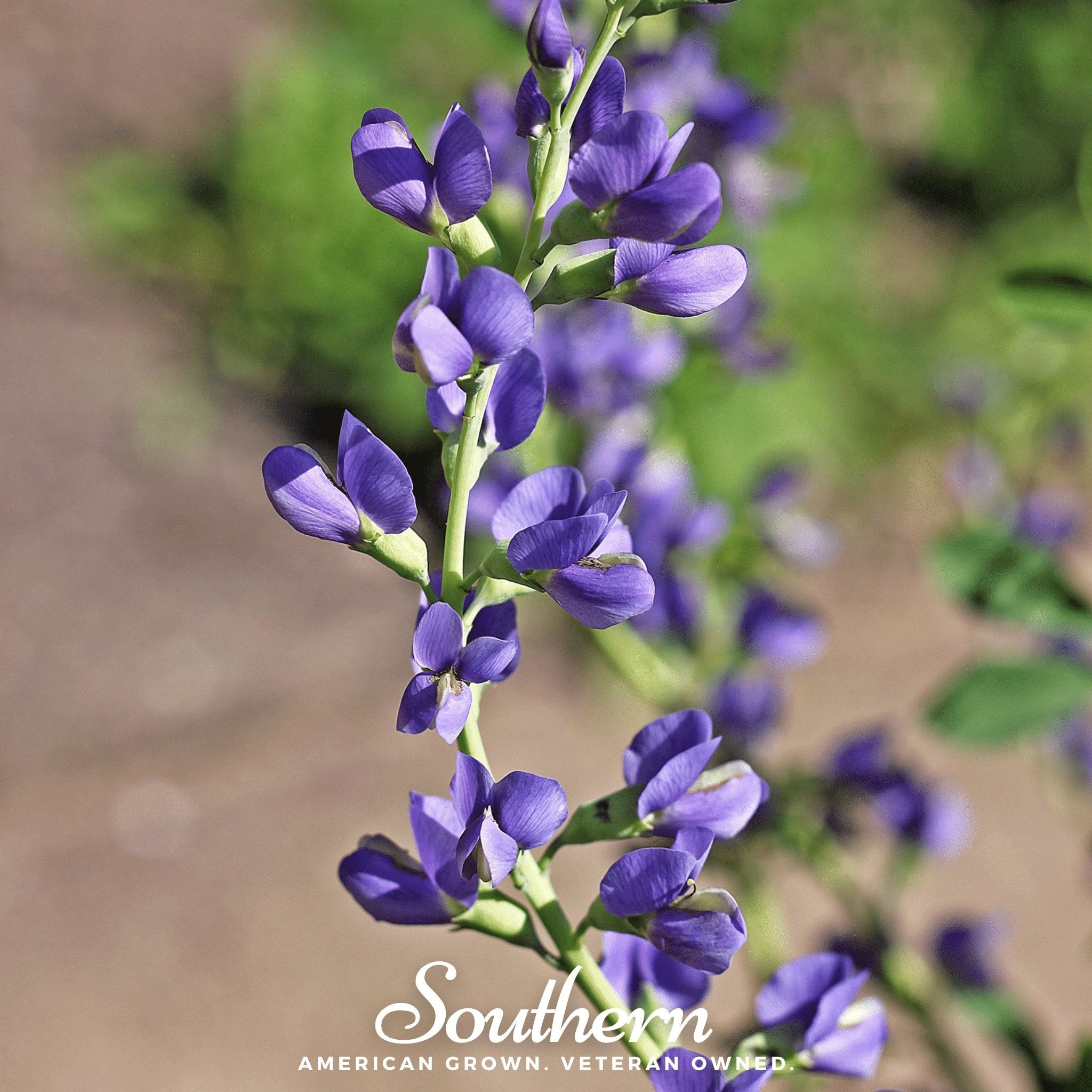 Indigo, Wild Blue (Baptisia australis) - 35 Seeds seed packet from Seed Therapy – American - grown, heirloom seeds