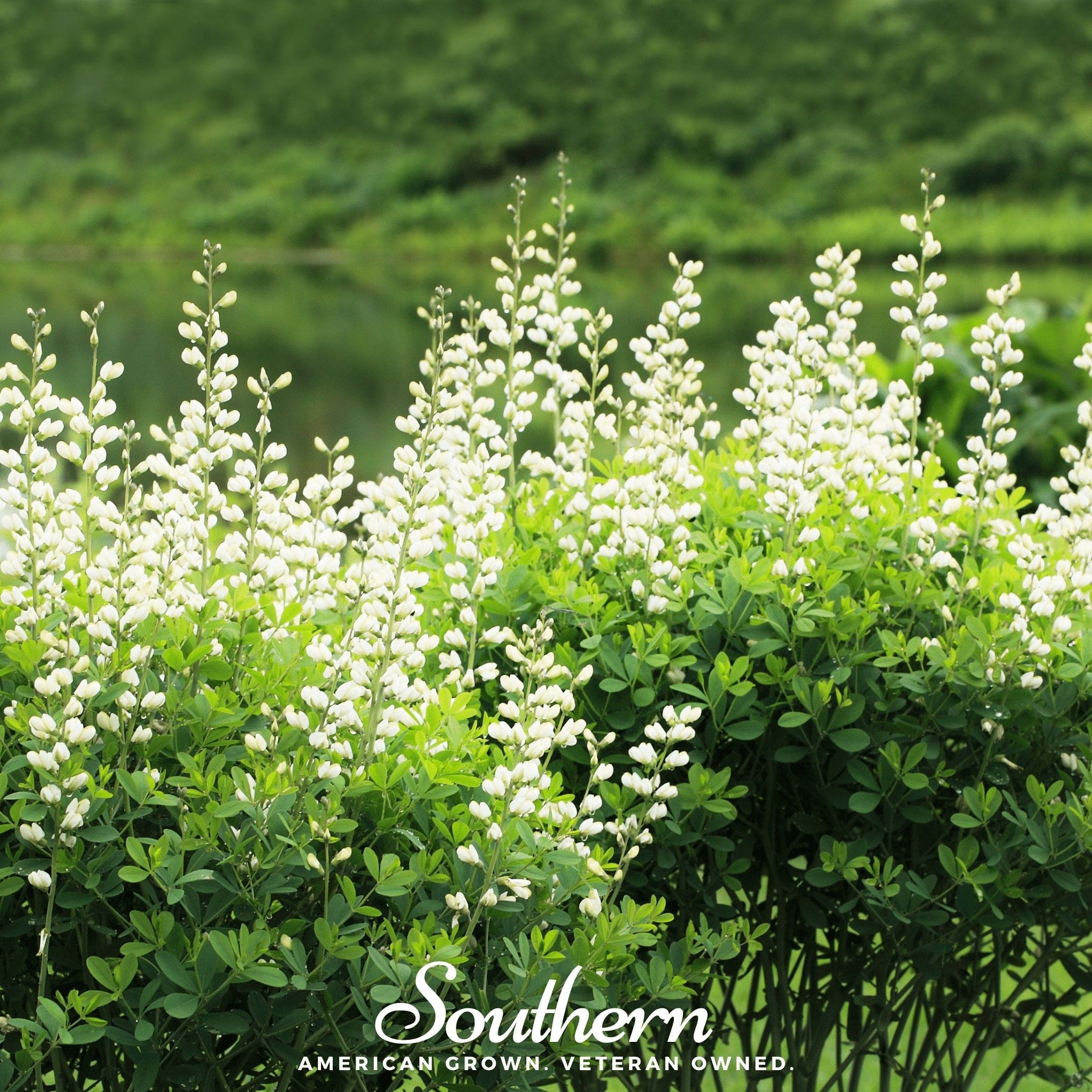 Indigo, Wild White (Baptisia alba) - 35 Seeds seed packet from Seed Therapy – American - grown, heirloom seeds