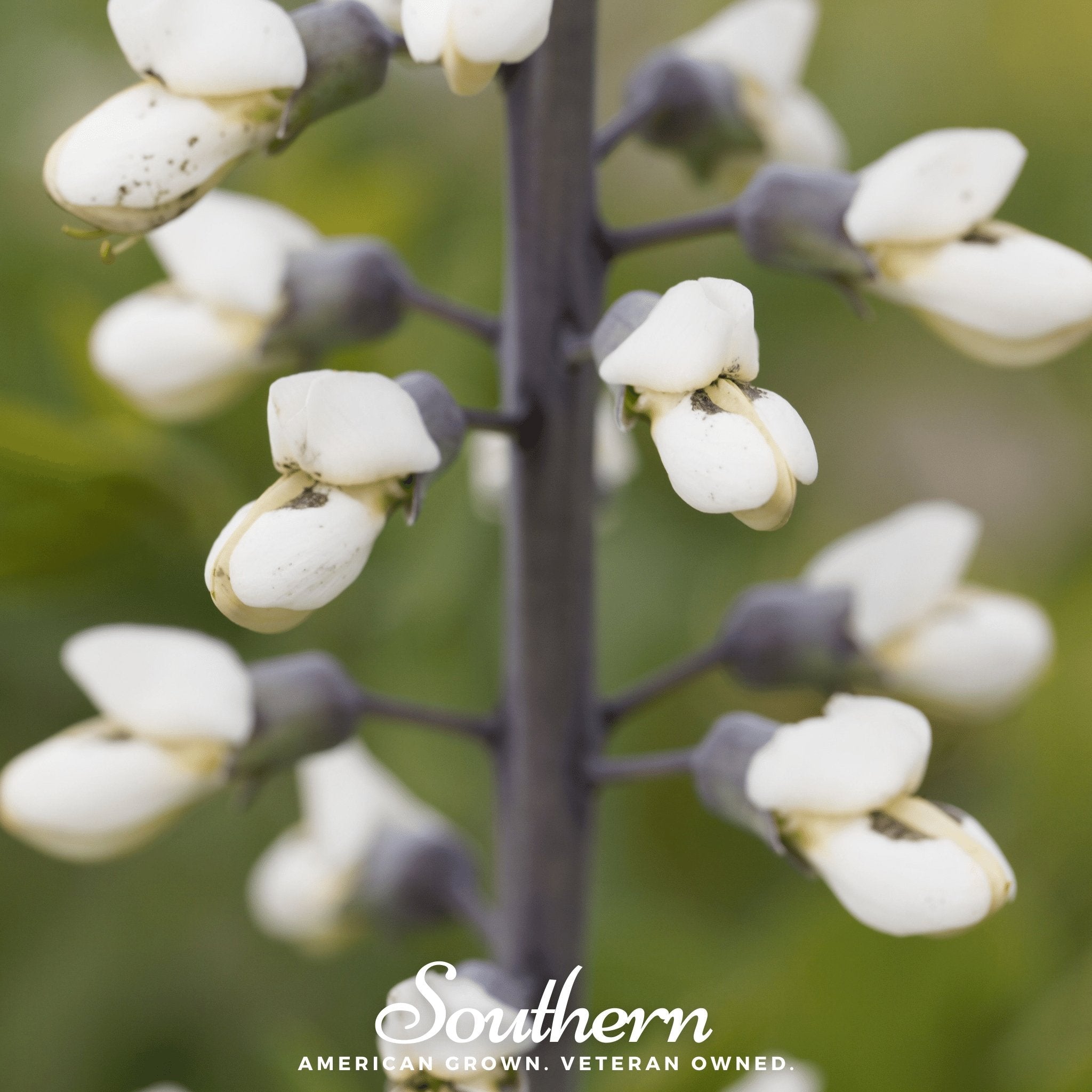 Indigo, Wild White (Baptisia alba) - 35 Seeds seed packet from Seed Therapy – American - grown, heirloom seeds