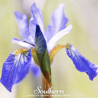 Iris, Northern Blue Flag (Iris versicolor) - 25 Seeds seed packet from Seed Therapy – American - grown, heirloom seeds