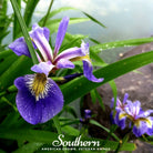 Iris, Northern Blue Flag (Iris versicolor) - 25 Seeds seed packet from Seed Therapy – American - grown, heirloom seeds