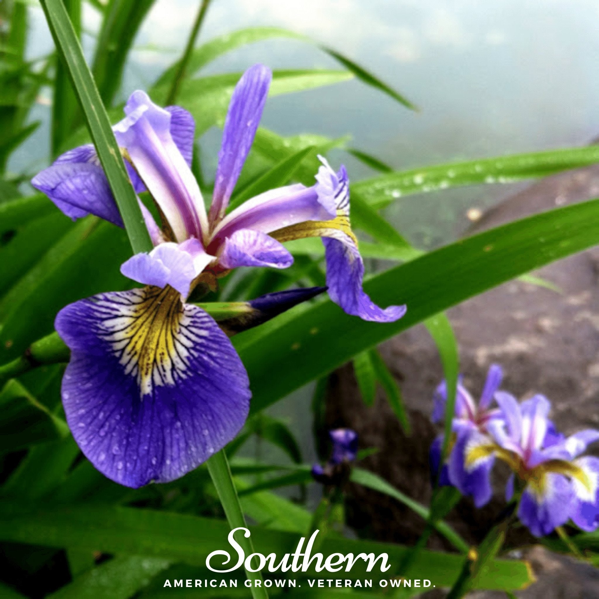 Iris, Northern Blue Flag (Iris versicolor) - 25 Seeds seed packet from Seed Therapy – American - grown, heirloom seeds