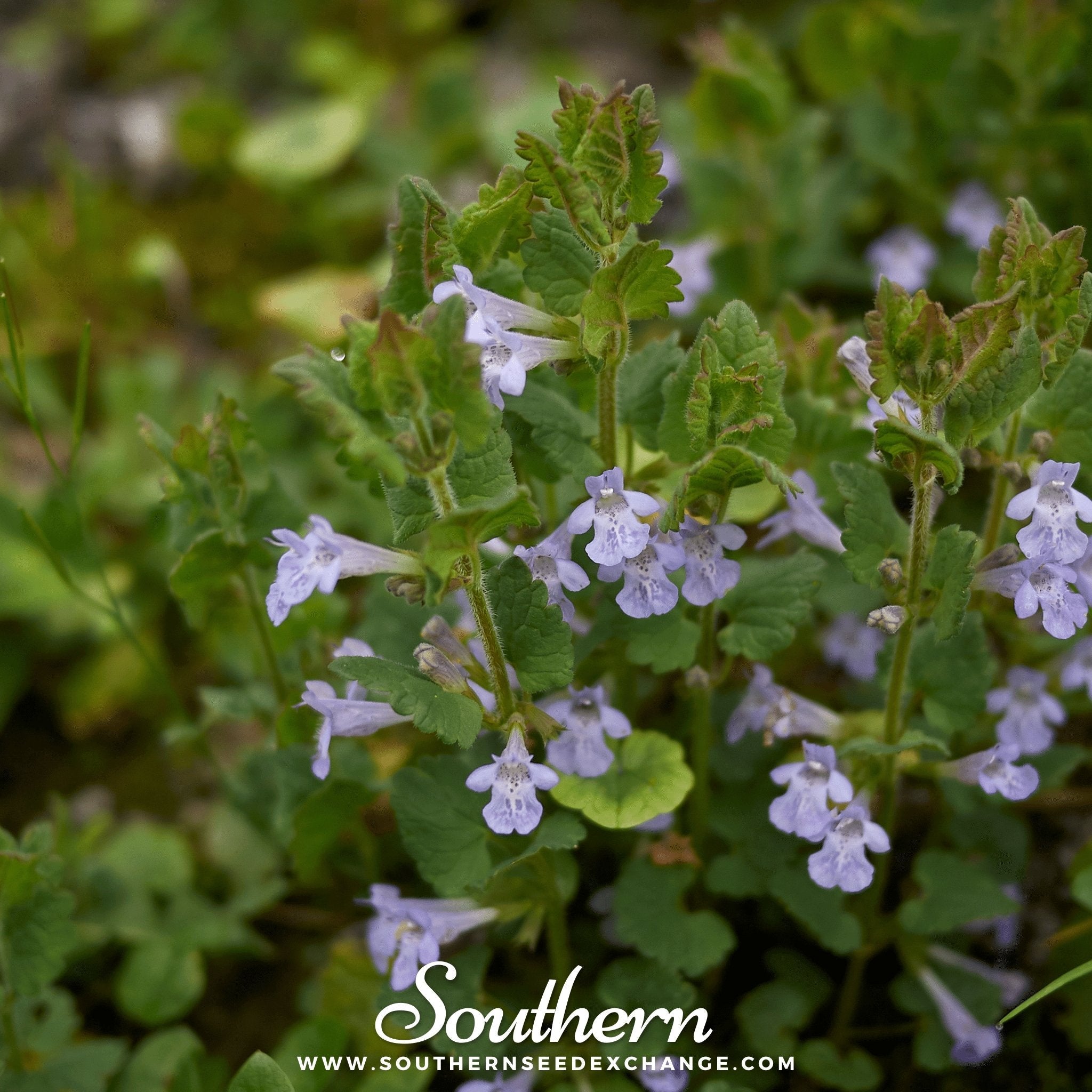Ivy, Ground (Glechoma Hederacea) - 25 Seeds seed packet from Seed Therapy – American - grown, heirloom seeds