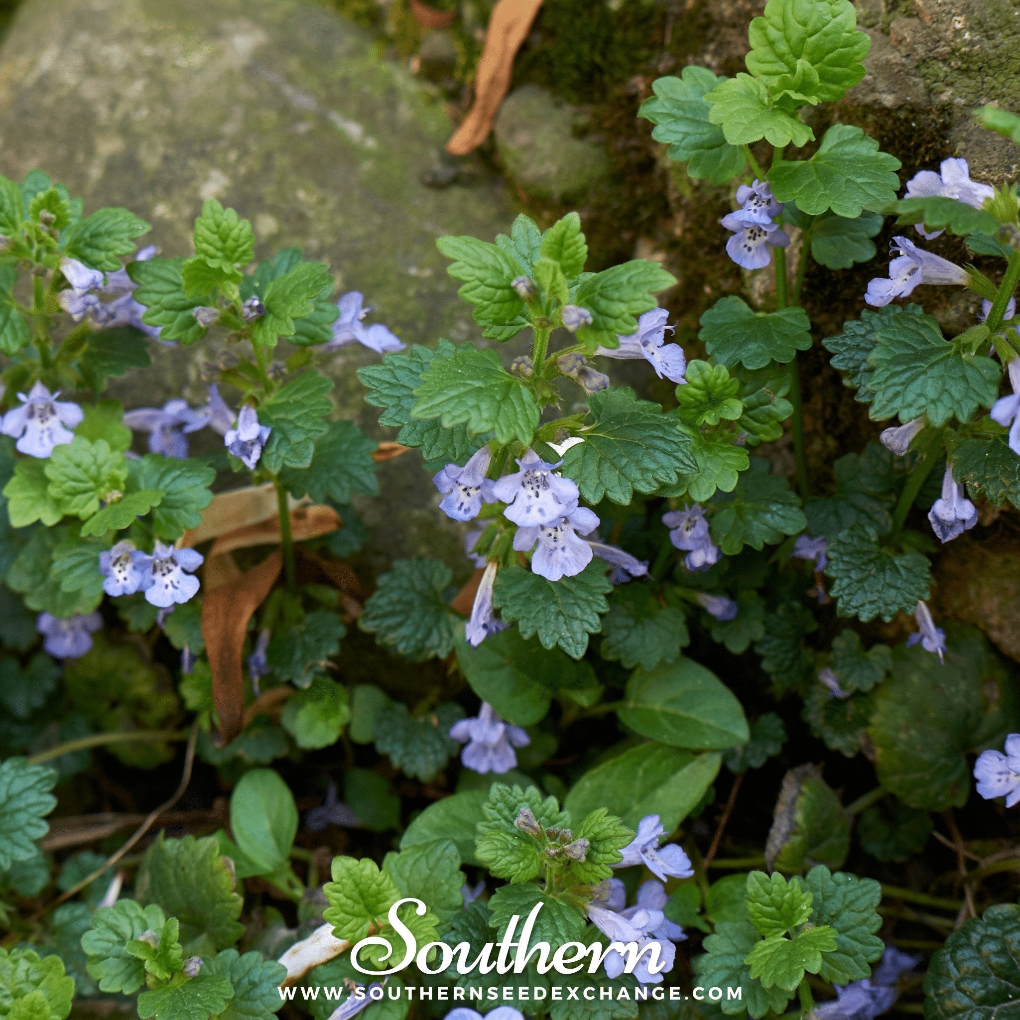 Ivy, Ground (Glechoma Hederacea) - 25 Seeds seed packet from Seed Therapy – American - grown, heirloom seeds