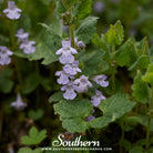 Ivy, Ground (Glechoma Hederacea) - 25 Seeds seed packet from Seed Therapy – American - grown, heirloom seeds