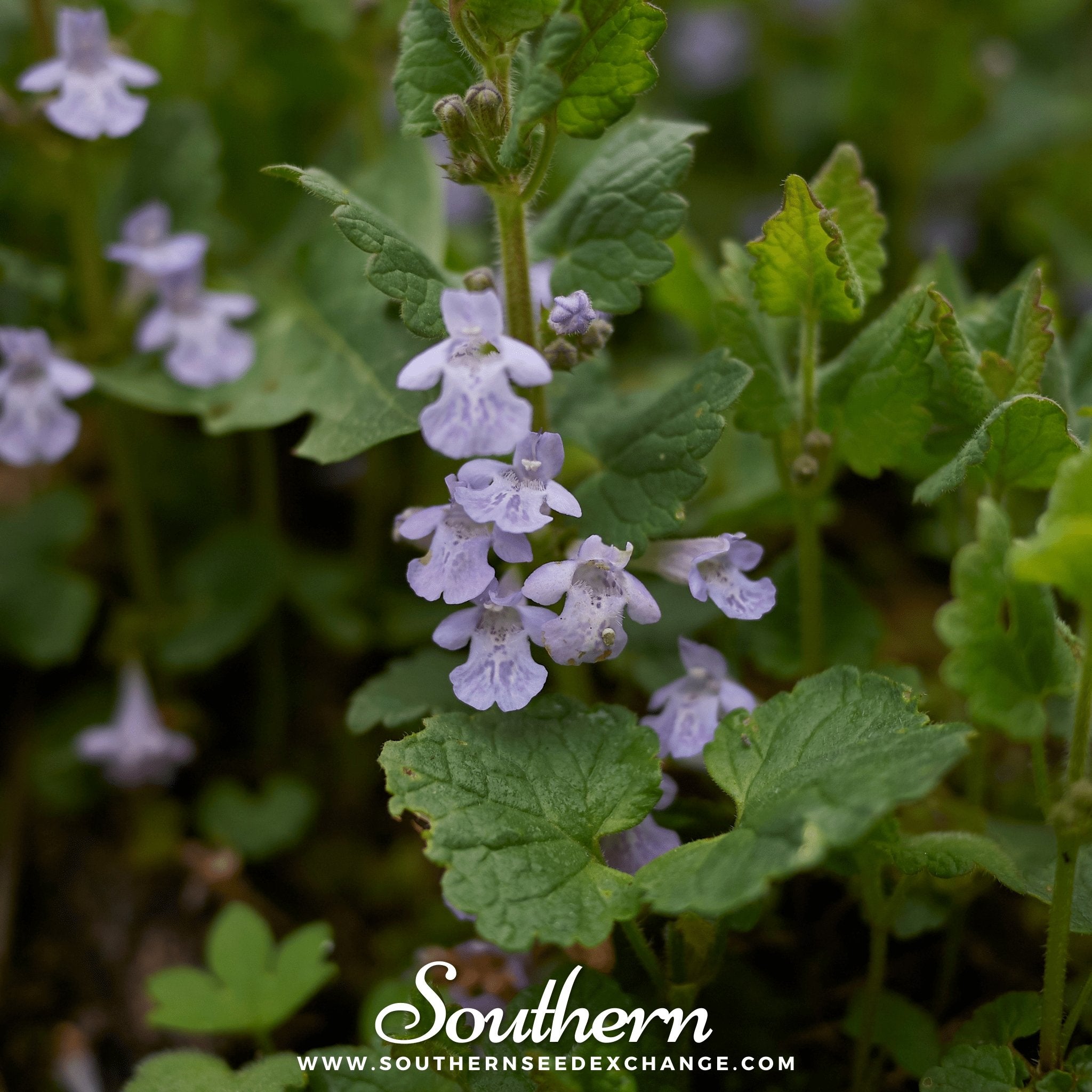 Ivy, Ground (Glechoma Hederacea) - 25 Seeds seed packet from Seed Therapy – American - grown, heirloom seeds
