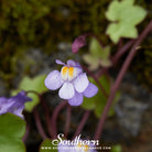 Ivy, Kenilworth (Cymbalaria Muralis) - 100 Seeds seed packet from Seed Therapy – American - grown, heirloom seeds