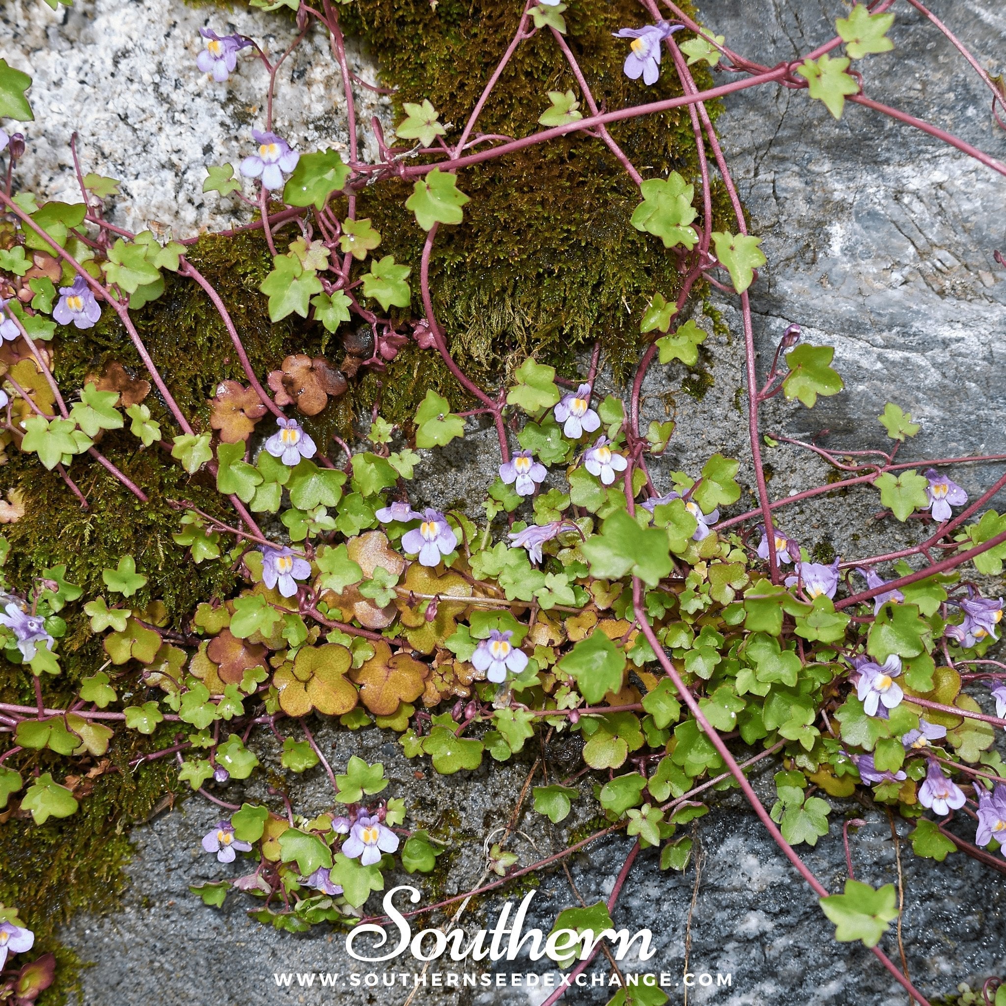 Ivy, Kenilworth (Cymbalaria Muralis) - 100 Seeds seed packet from Seed Therapy – American - grown, heirloom seeds