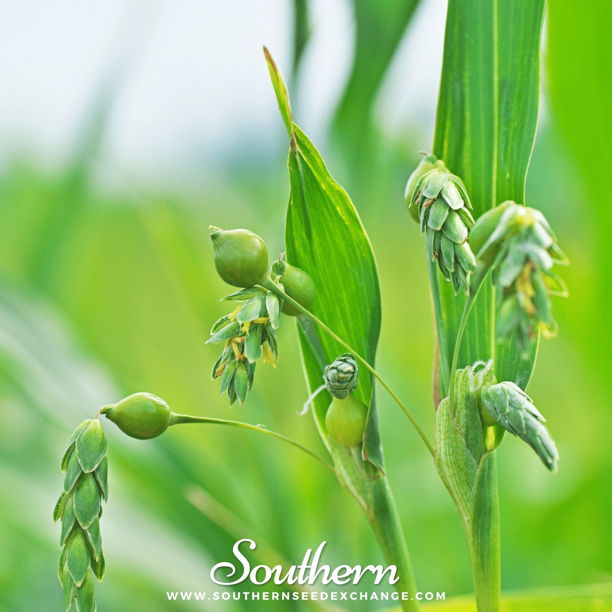 Job's Tears (Coix Lacryma - jobi) - 10 Seeds seed packet from Seed Therapy – American - grown, heirloom seeds