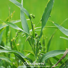 Job's Tears (Coix Lacryma - jobi) - 10 Seeds seed packet from Seed Therapy – American - grown, heirloom seeds