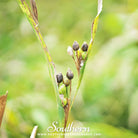 Job's Tears (Coix Lacryma - jobi) - 10 Seeds seed packet from Seed Therapy – American - grown, heirloom seeds