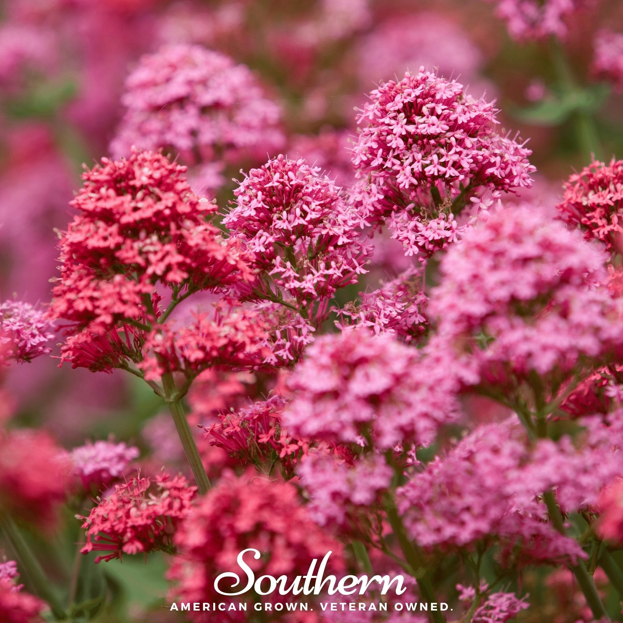 Joe Pye Weed, Spotted (Eupatorium maculatum) - 100 Seeds seed packet from Seed Therapy – American - grown, heirloom seeds