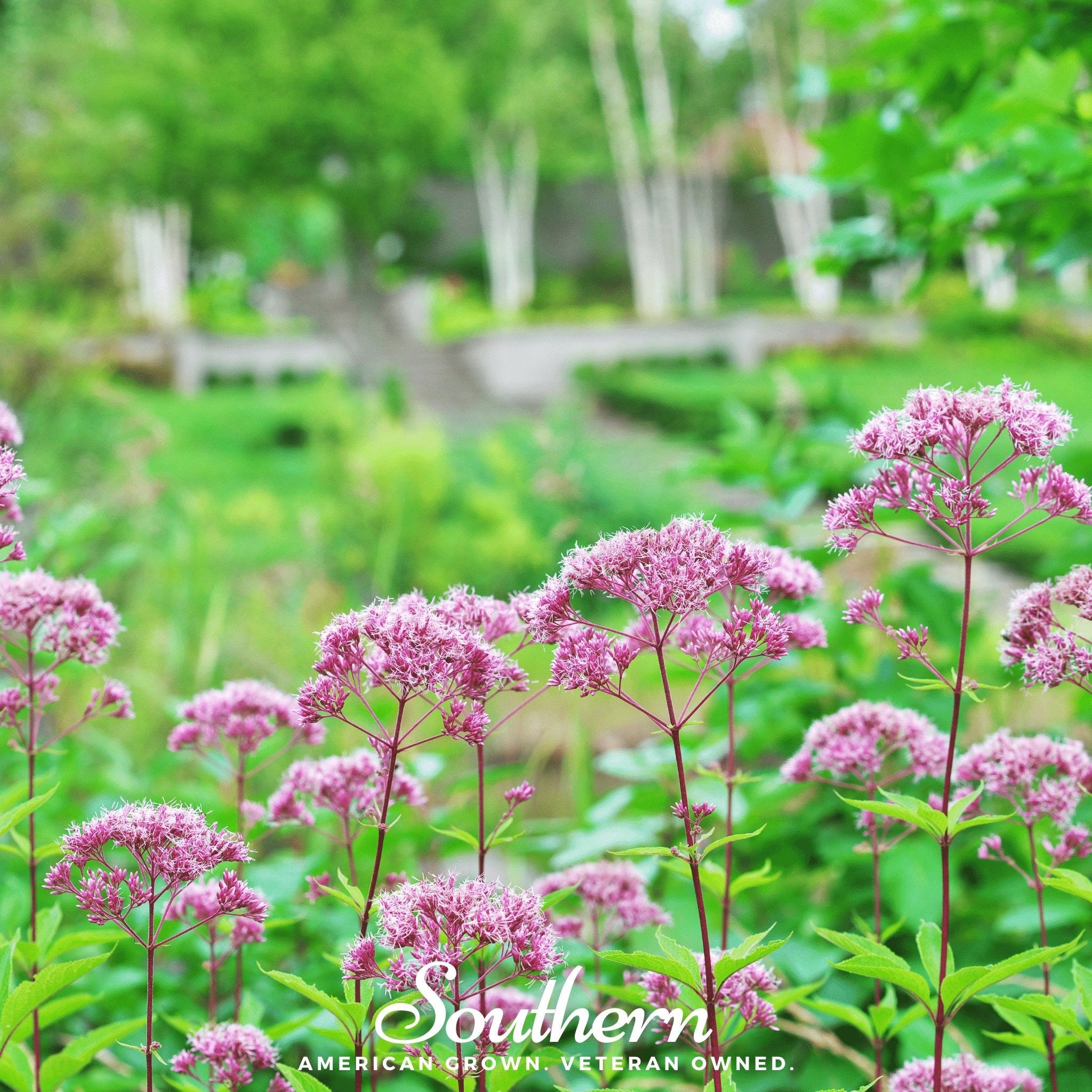 Joe Pye Weed, Spotted (Eupatorium maculatum) - 100 Seeds seed packet from Seed Therapy – American - grown, heirloom seeds