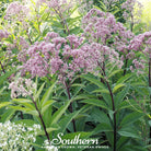 Joe Pye Weed, Spotted (Eupatorium maculatum) - 100 Seeds seed packet from Seed Therapy – American - grown, heirloom seeds