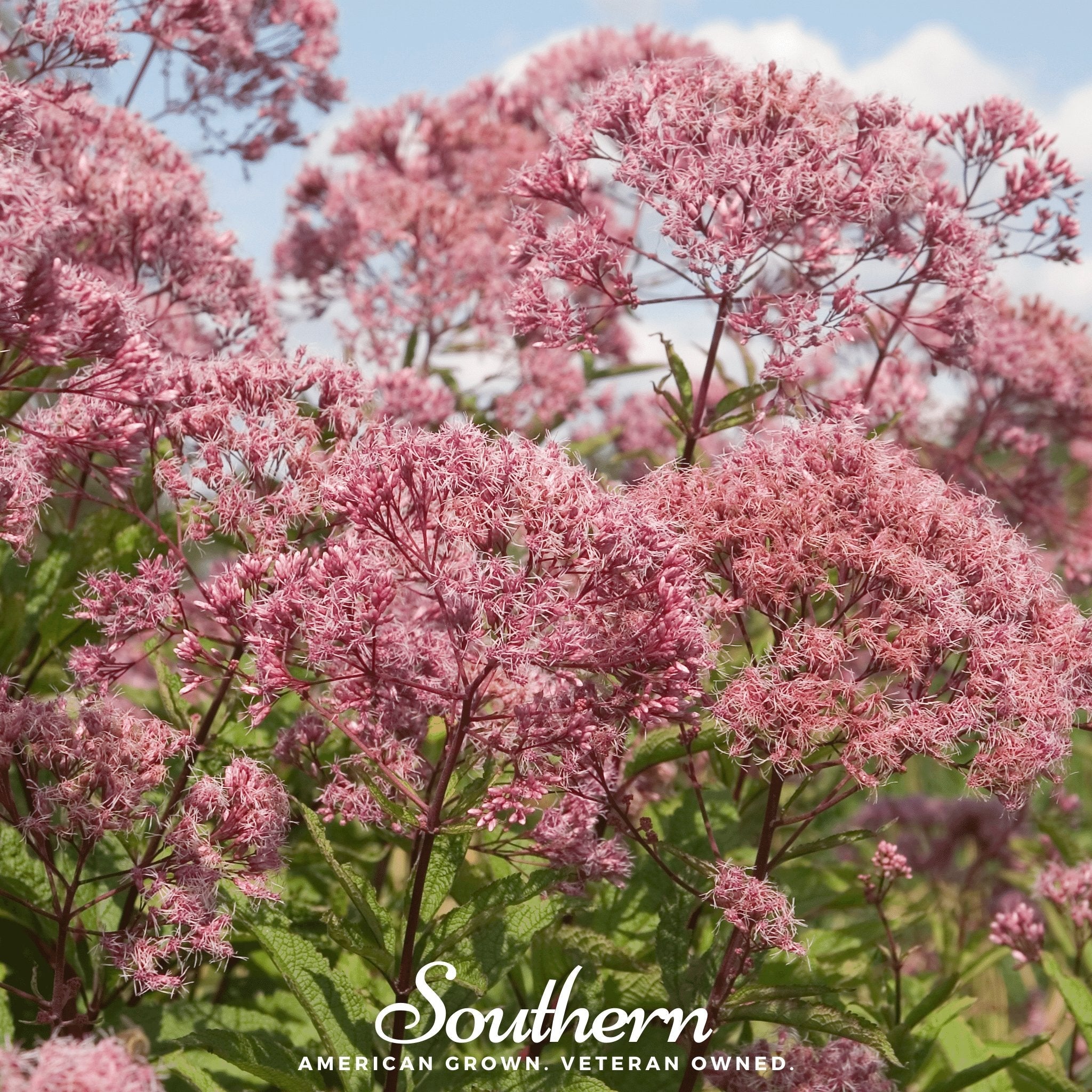 Joe Pye Weed, Sweet (Eupatorium maculatum) - 100 Seeds seed packet from Seed Therapy – American - grown, heirloom seeds