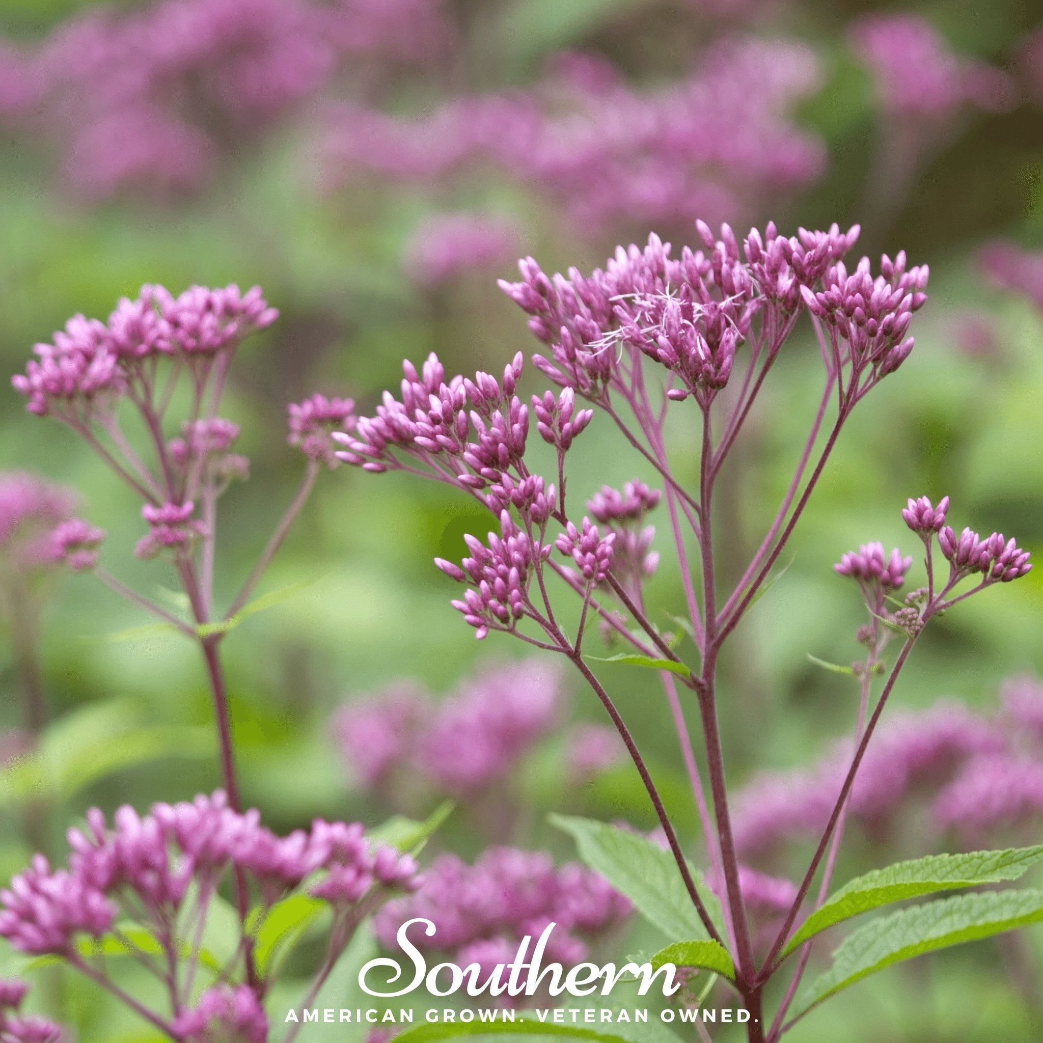 Joe Pye Weed, Sweet (Eupatorium maculatum) - 100 Seeds seed packet from Seed Therapy – American - grown, heirloom seeds