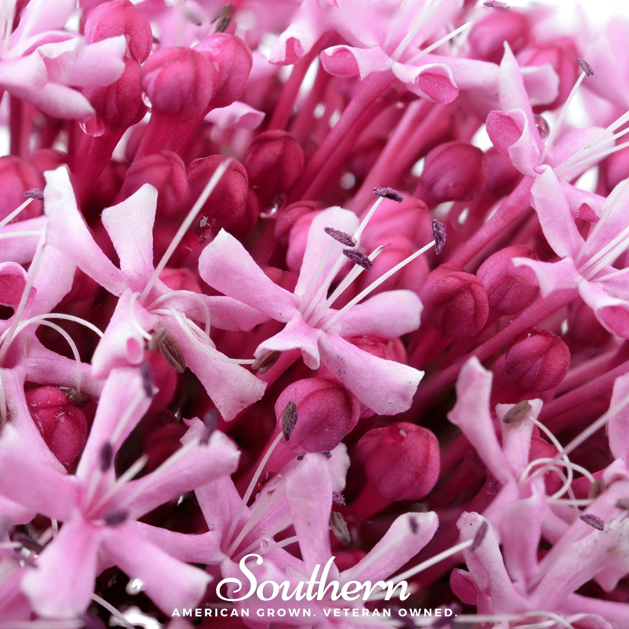 Joe Pye Weed, Sweet (Eupatorium maculatum) - 100 Seeds seed packet from Seed Therapy – American - grown, heirloom seeds