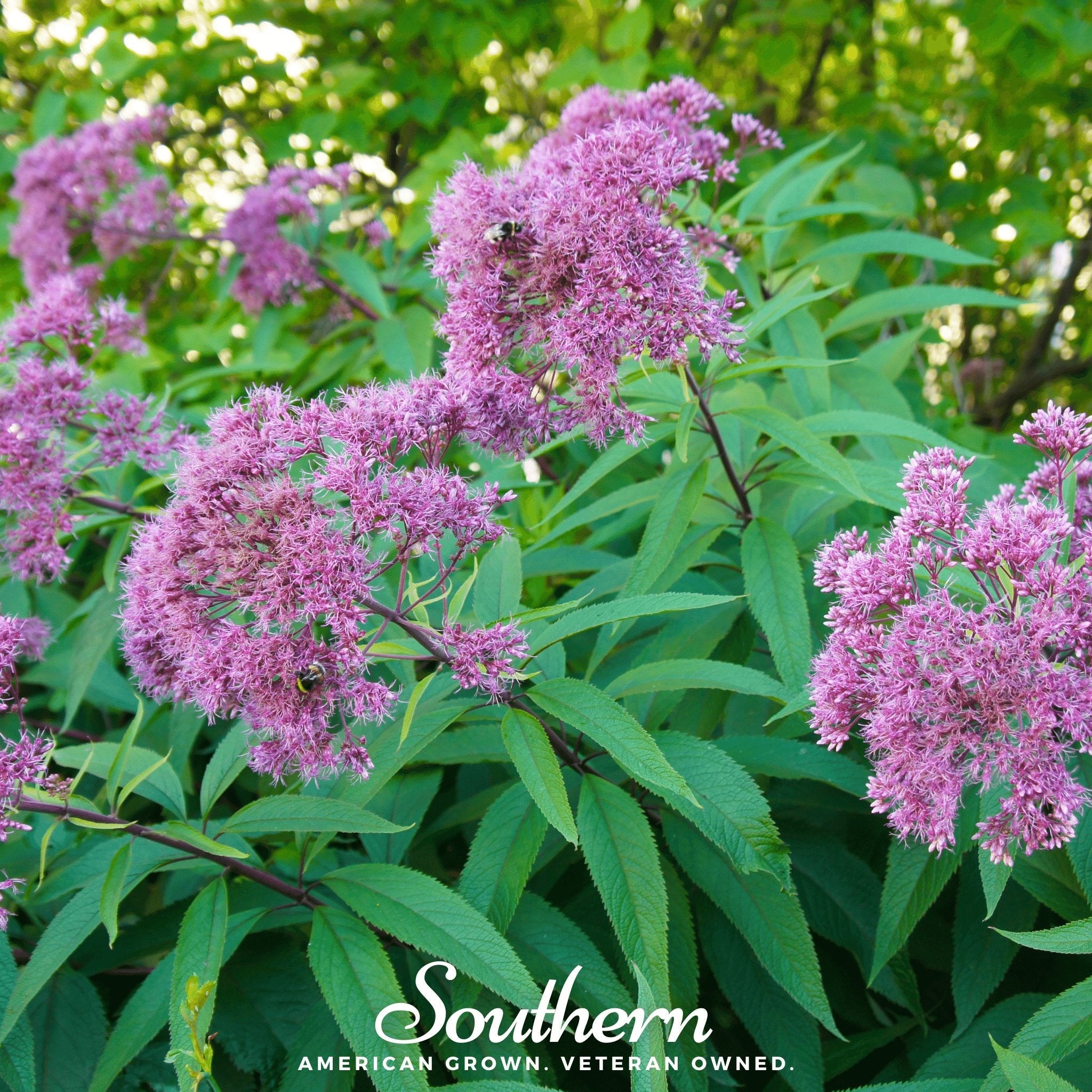 Joe Pye Weed, Sweet (Eupatorium maculatum) - 100 Seeds seed packet from Seed Therapy – American - grown, heirloom seeds