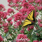 Jupiter’s Beard, Mixture (Centhranthus Ruber) - 50 Seeds seed packet from Seed Therapy – American - grown, heirloom seeds