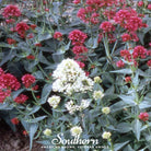 Jupiter’s Beard, Mixture (Centhranthus Ruber) - 50 Seeds seed packet from Seed Therapy – American - grown, heirloom seeds