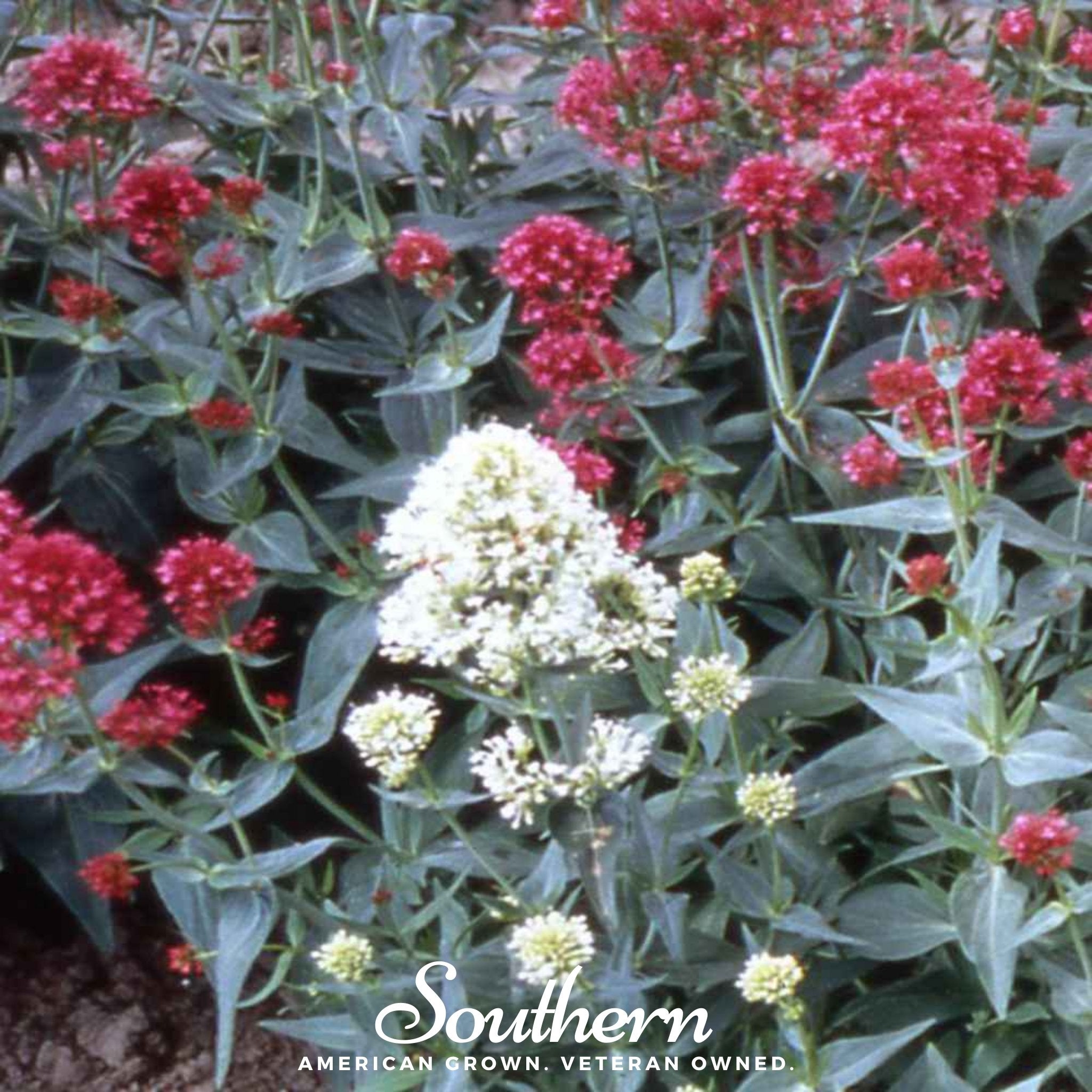 Jupiter’s Beard, Mixture (Centhranthus Ruber) - 50 Seeds seed packet from Seed Therapy – American - grown, heirloom seeds