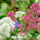 Jupiter’s Beard, Mixture (Centhranthus Ruber) - 50 Seeds seed packet from Seed Therapy – American - grown, heirloom seeds