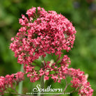 Jupiter’s Beard, Red Valerian (Centrranthus ruber) - 50 Seeds seed packet from Seed Therapy – American - grown, heirloom seeds