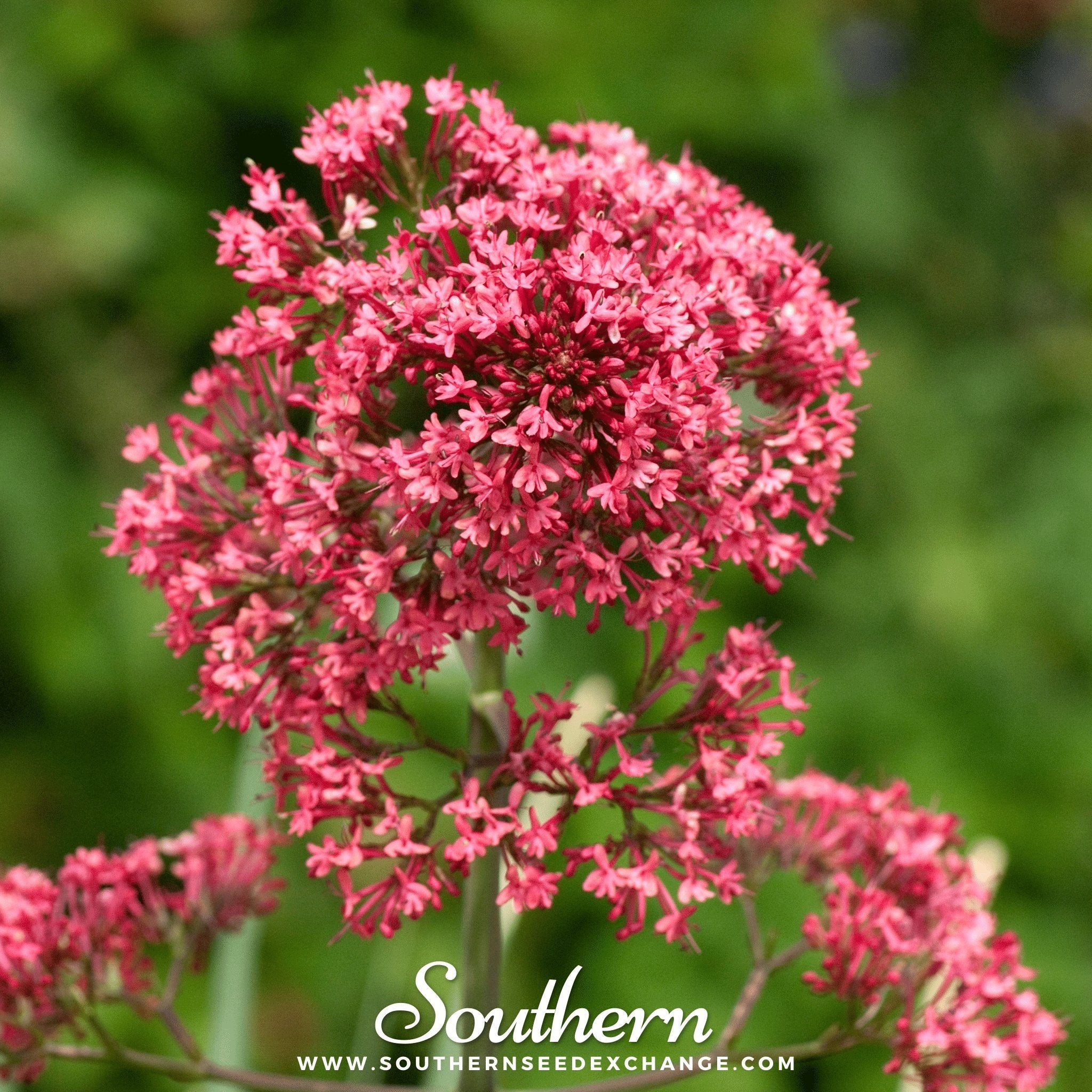 Jupiter’s Beard, Red Valerian (Centrranthus ruber) - 50 Seeds seed packet from Seed Therapy – American - grown, heirloom seeds