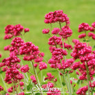 Jupiter’s Beard, Red Valerian (Centrranthus ruber) - 50 Seeds seed packet from Seed Therapy – American - grown, heirloom seeds