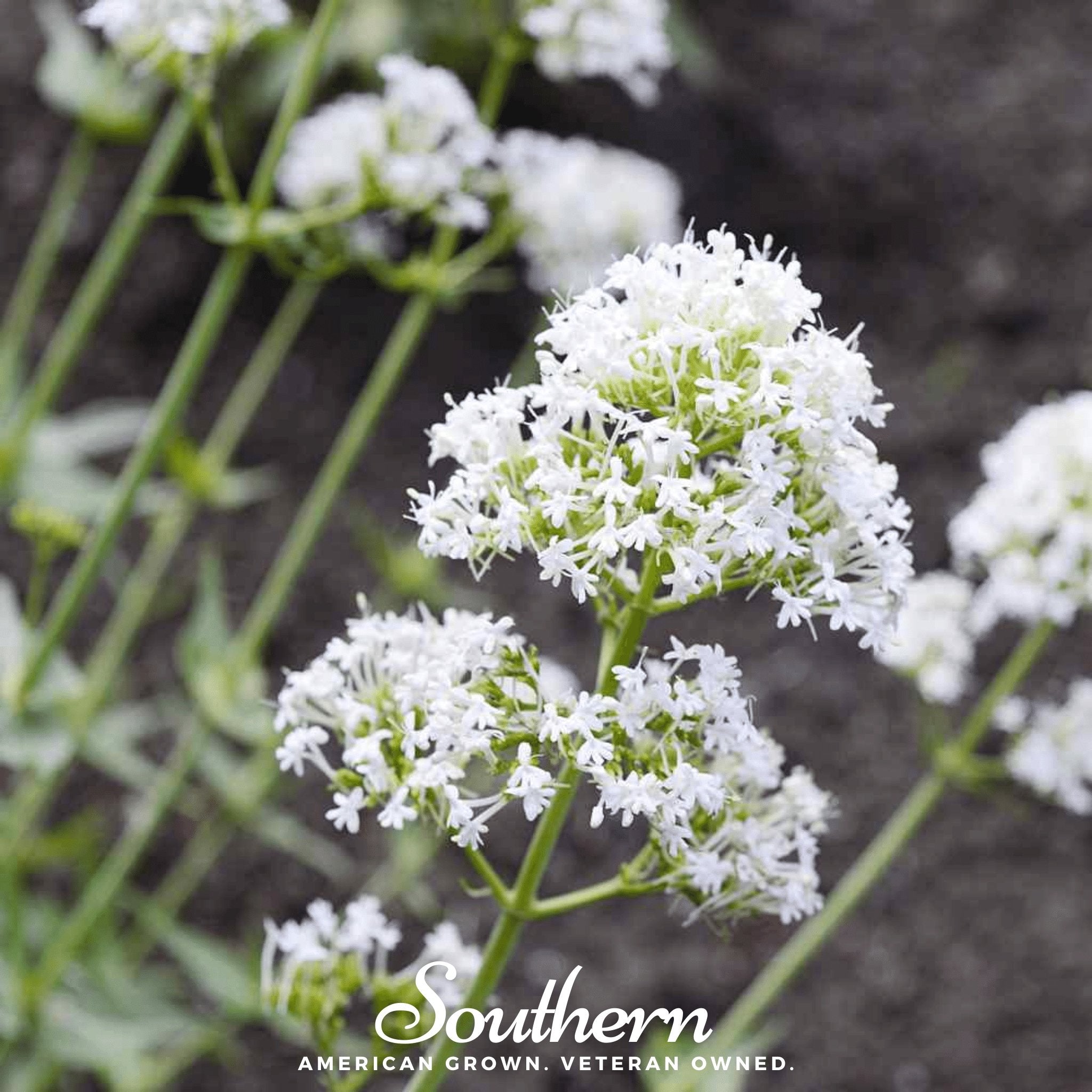 Jupiter’s Beard, White Valerian (Centhranthus Ruber) - 50 Seeds seed packet from Seed Therapy – American - grown, heirloom seeds
