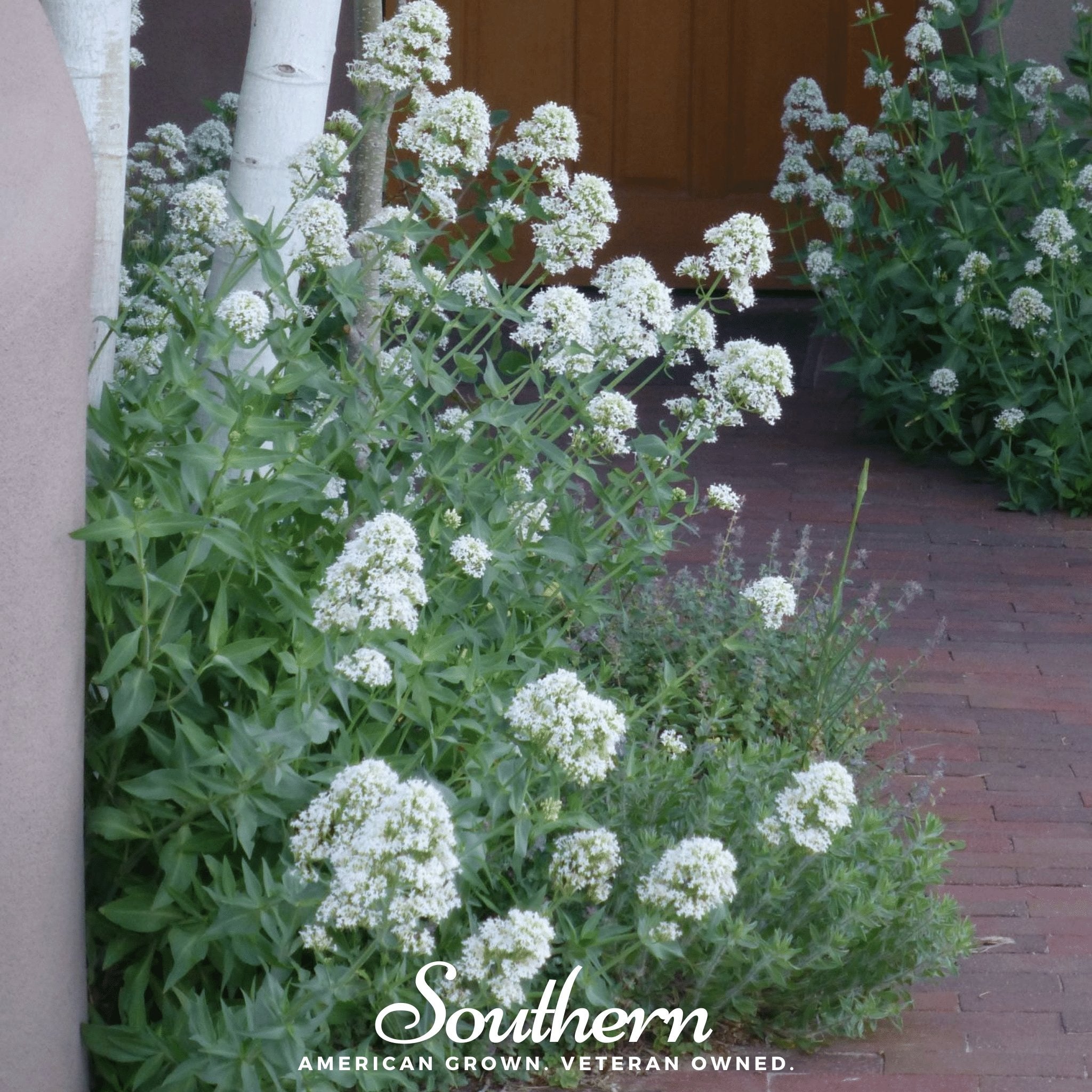 Jupiter’s Beard, White Valerian (Centhranthus Ruber) - 50 Seeds seed packet from Seed Therapy – American - grown, heirloom seeds