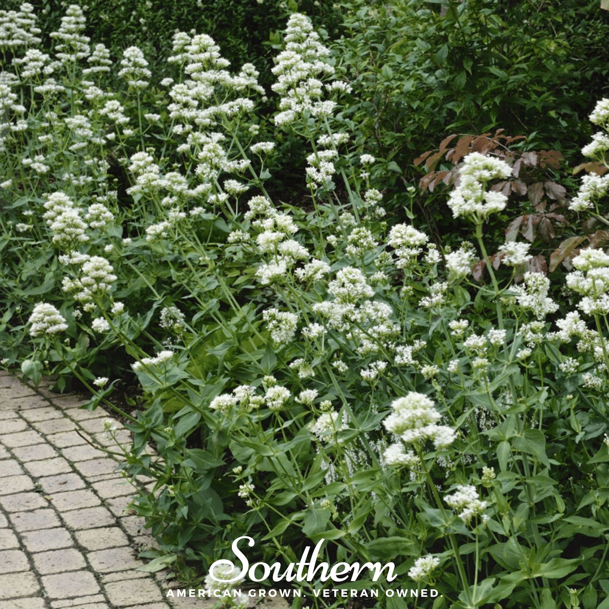 Jupiter’s Beard, White Valerian (Centhranthus Ruber) - 50 Seeds seed packet from Seed Therapy – American - grown, heirloom seeds