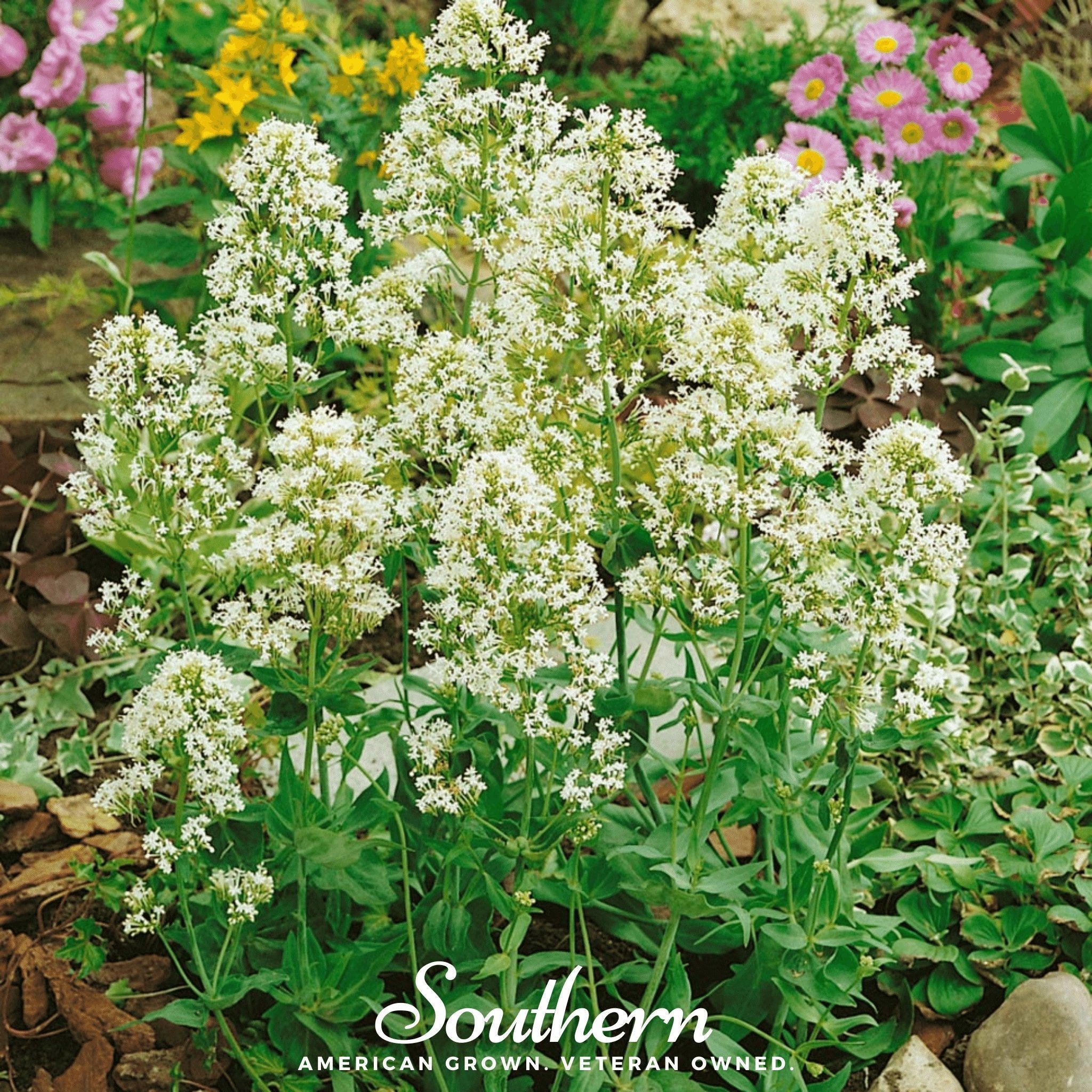Jupiter’s Beard, White Valerian (Centhranthus Ruber) - 50 Seeds seed packet from Seed Therapy – American - grown, heirloom seeds