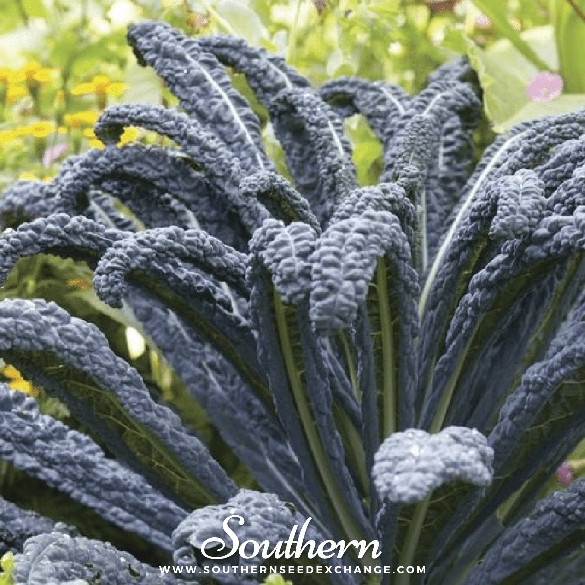 Kale, Black Magic (Brassica oleracea) - 250 Seeds seed packet from Seed Therapy – American - grown, heirloom seeds