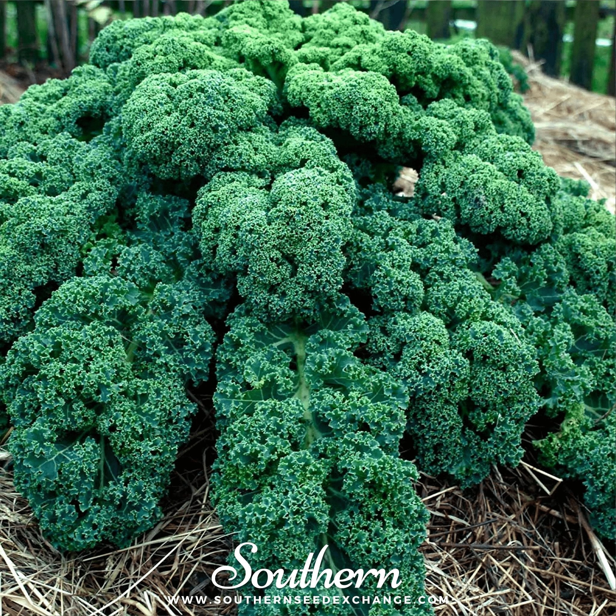 Kale, Dwarf Blue Curled Scotch (Brassica oleracea) - 250 Seeds seed packet from Seed Therapy – American - grown, heirloom seeds